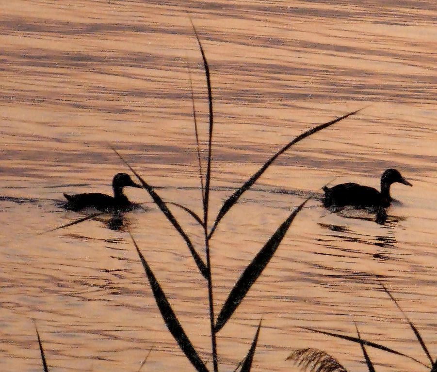 Abendstimmung am Bodensee bei Hagnau.