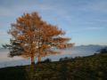 zwischen muotathal und zuerichsee 20111122 1754736394