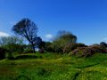 the sunnyside of irland 20130610 1565431693